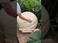 Our giant pumpkin is growing strong  giantpumpkin pumpkin gardening  amazing happy summer