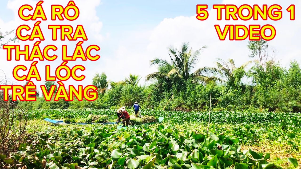 Chuyến CÂU CÁ Ngoài Sức Tưởng Tượng CÁ Thì Đủ Loại / Chạy Xe Máy Cũng Vài Trăm KM @Caucalongan62 