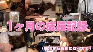 大声で母猫を探して鳴いてた子猫モカ、保護時の成長記録