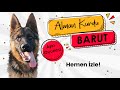 Alman Kurdu Barut&#39;u Tanıyoruz | German Shepherd | Alman Kurdu