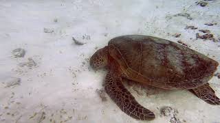 Lady Elliot Island Bommies
