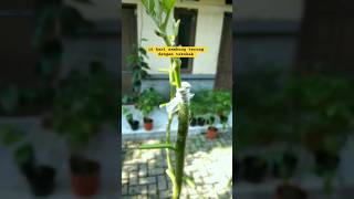 Sambung Terong Dengan Tekokak