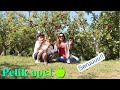 Panen Apel Di Kebun California || Serunya Petik Apel Bareng Anak2 di ClearView Orchard