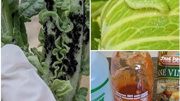 🇨🇦 Cách tự pha thuốc trị sâu, rầy rất hiệu quả và ăn toàn.