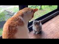 子猫保護9日目：先住猫さん、チーッス！