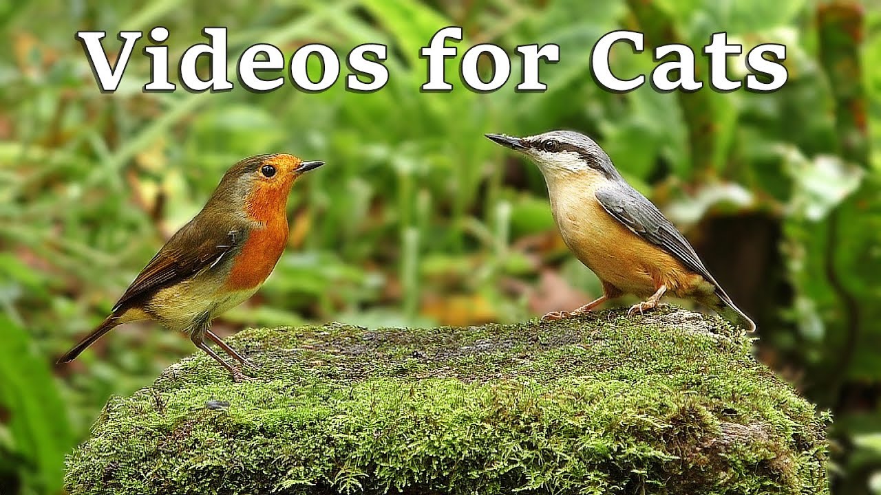Videos for Cats  to Watch Birds  and Bird  Sounds  in 