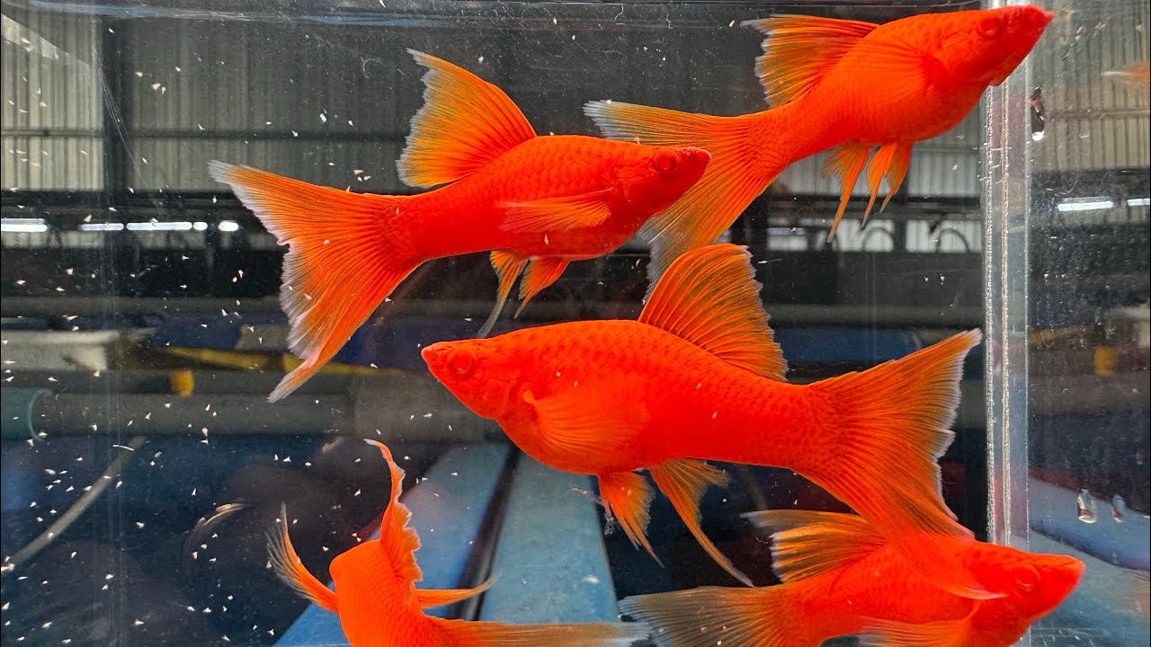 Combo MOLLY - KIẾM - GUPPY Part 14