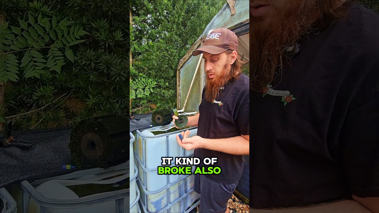 Sponge Filter Maintenance: Replacing the Air Stone