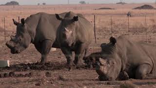 South Africa's Rhino Ranch Keeps Poachers Away, But At A Cost South Africa's Rhino Ranch Keeps Poachers Away, But At A Cost