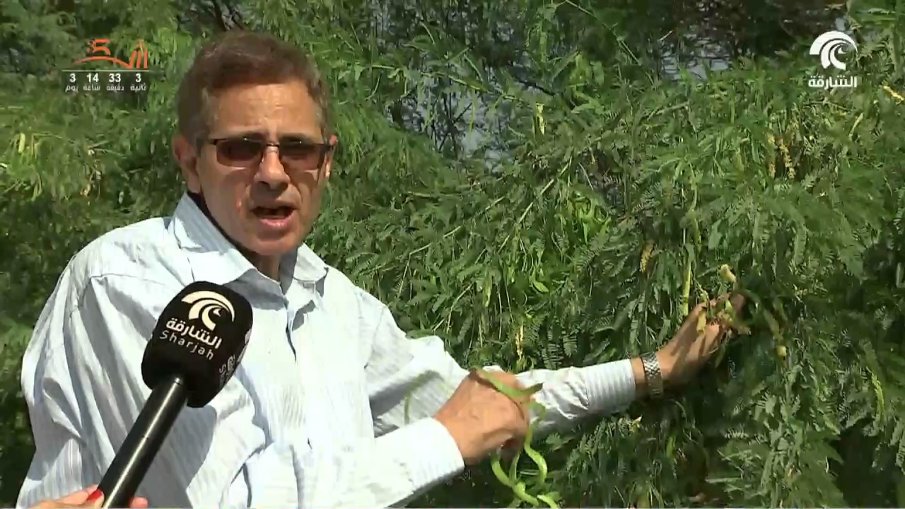 دراسات تثبت ضلوع 