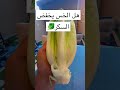 هل الخس يخفض السكر السعودية الدمام الشرقيه سبورت 
