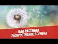 Биология. Как растения распространяют семена - Хочу всё знать