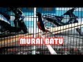 MURAI BATU SUARA FULL CENDET MANTAP!!