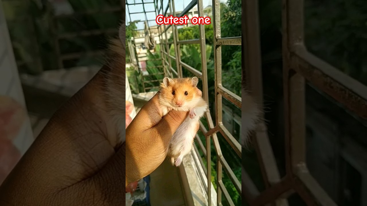 Adorable Syrian long hair teddy bear face hamster 😍 