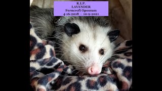 Lavender Opossum R I P    SD 480p by Ferncroft Rescue 2,034 views 2 years ago 7 minutes, 15 seconds