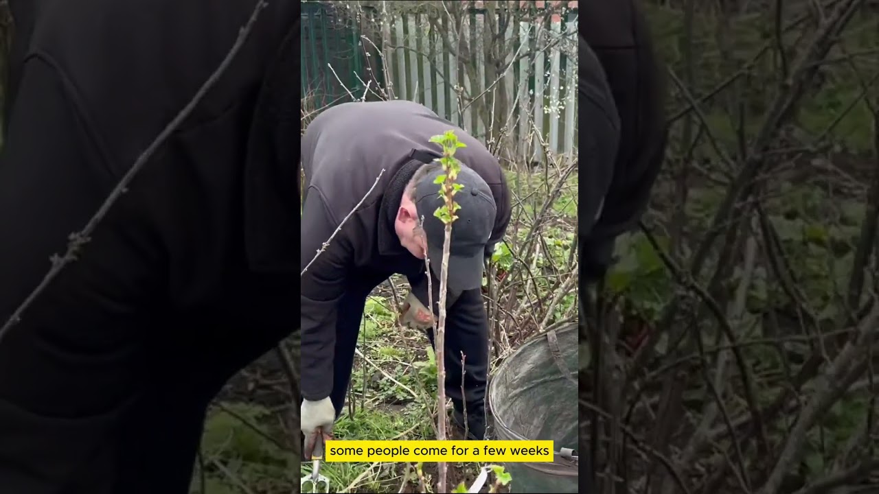 OASIS COMMUNITY GARDENS🏡