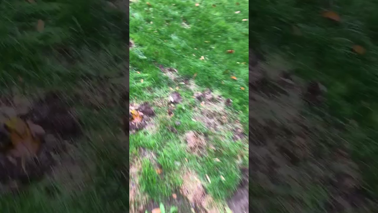 Humane Raccoon Removal Nassau County Animal Control
