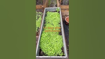 Perpetual Harvest Basil Forest