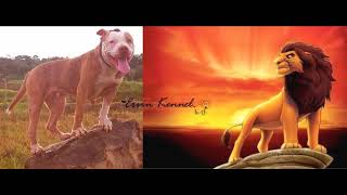 The Lion King Pit Bull Version