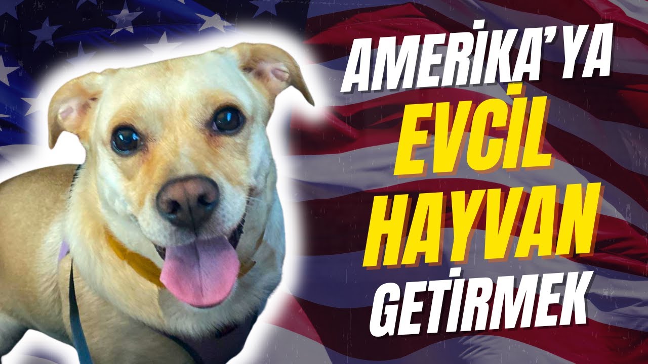 Türkiye’den ABD’ye Evcil Hayvan (Köpek) Getirme Rehberi | 2025 Güncel