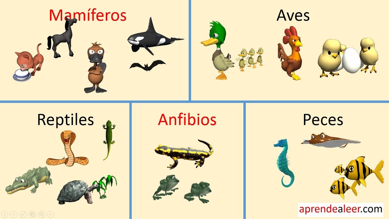 Resultado de imagen de MAMIFEROS AVES PECES