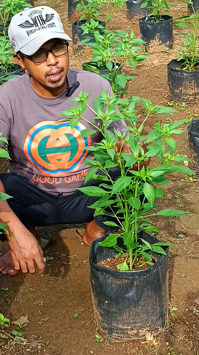 Pupuk Perangsang Bunga Cabe rawit Di Polybag Agar Lebat
