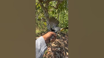 ▶️ pikat burung KUTILANG liar || banyk banget burung KUTILANG liar 1 tempat dapet 2 poin #burung