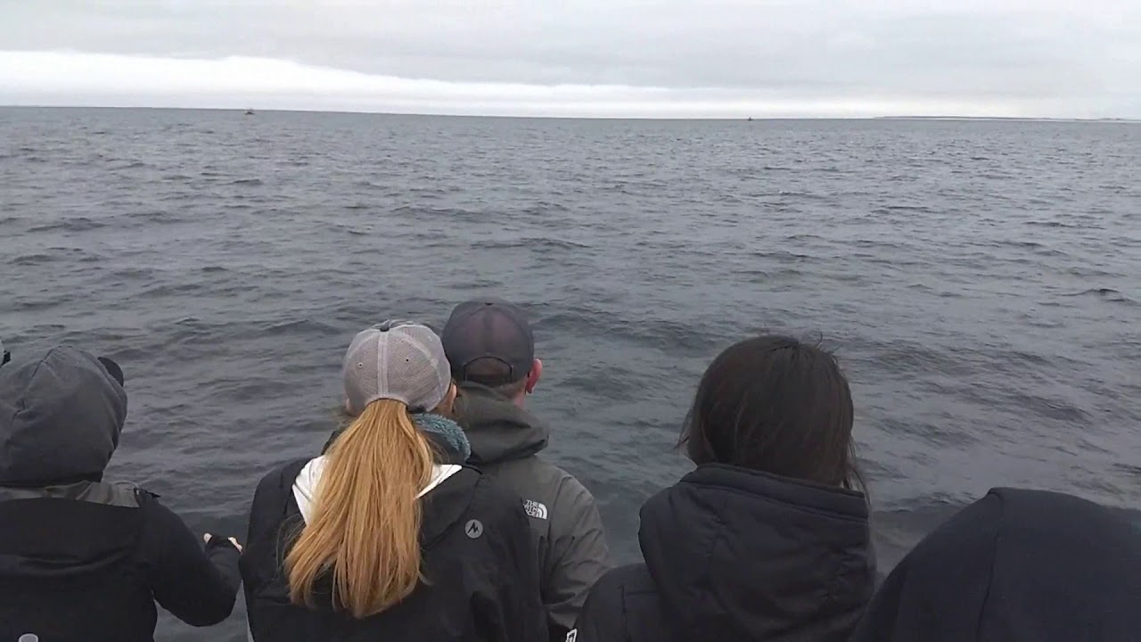 Whale Watching in Cape Cod! - YouTube
