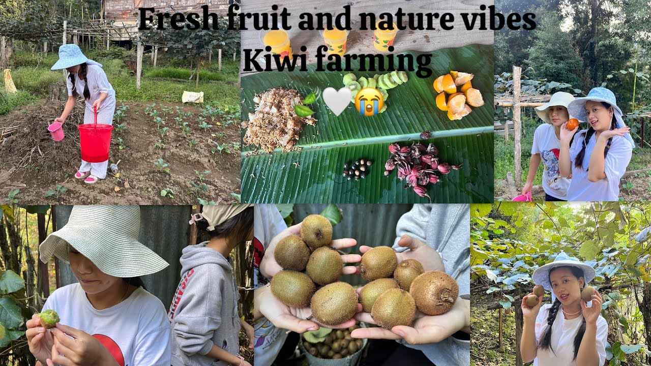A day at my Dad’s Kiwi farm||From tree to table||Fresh & Nature Vibes||Ziro||Arunachal Pradesh 🥝🍃🤍🥝