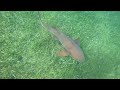 Snorkeling Shark Ray Alley