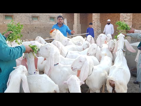 بکریوں کا کاروبار کریں ایک سے بڑھ کے ایک بکری بکرے       