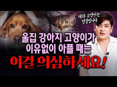 울집 🐕강아지 🐈고양이 <strong>이유없이</strong> 아프다면 이걸 💢의심하세요! 개와 고양이는 영물입니다~  [진실된 무당 화수당]