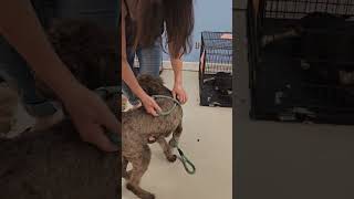 Adoption event at Rocket City Rescue in Huntsville, AL until 3pm.