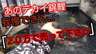 デカイ綺麗な錦鯉見たら、頭バグって『万で売って下さい』言いました。#Koi  #錦鯉  #アクアリウム