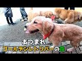 日陰から出たくないゴールデンレトリバーの子犬　GoldenRetriever NAKI