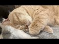 A Snuggly Goodnight Message 