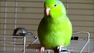 Valentino, the Singing Parrotlet