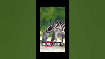 #wildlife #nature #video #zebra #stripes