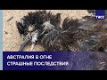 Австралия потеряла более 1 миллиарда животных