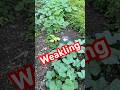 Pull Weak Plants #gardeningtips #gardening #growyourownfood