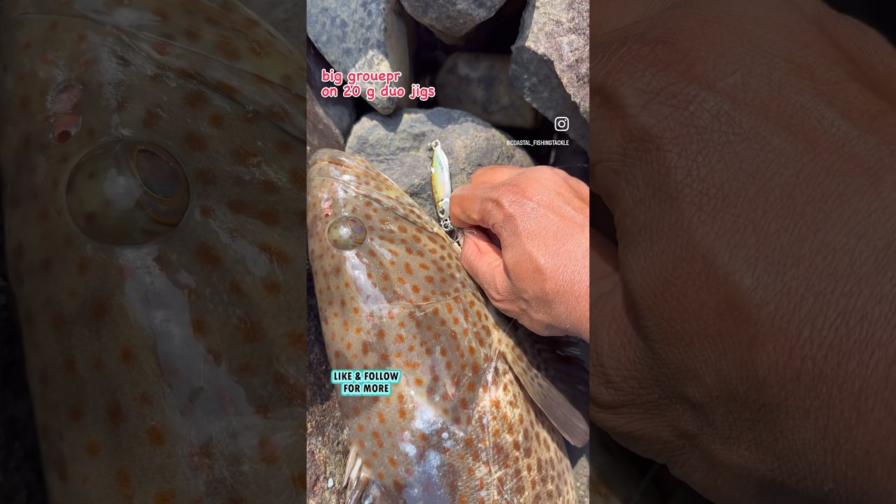 Big Grouper fish on Duo jigs 20 g from shore jigging , 