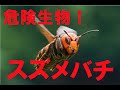 危険生物！　スズメバチ！　2020年いきものの魅力紹介40選