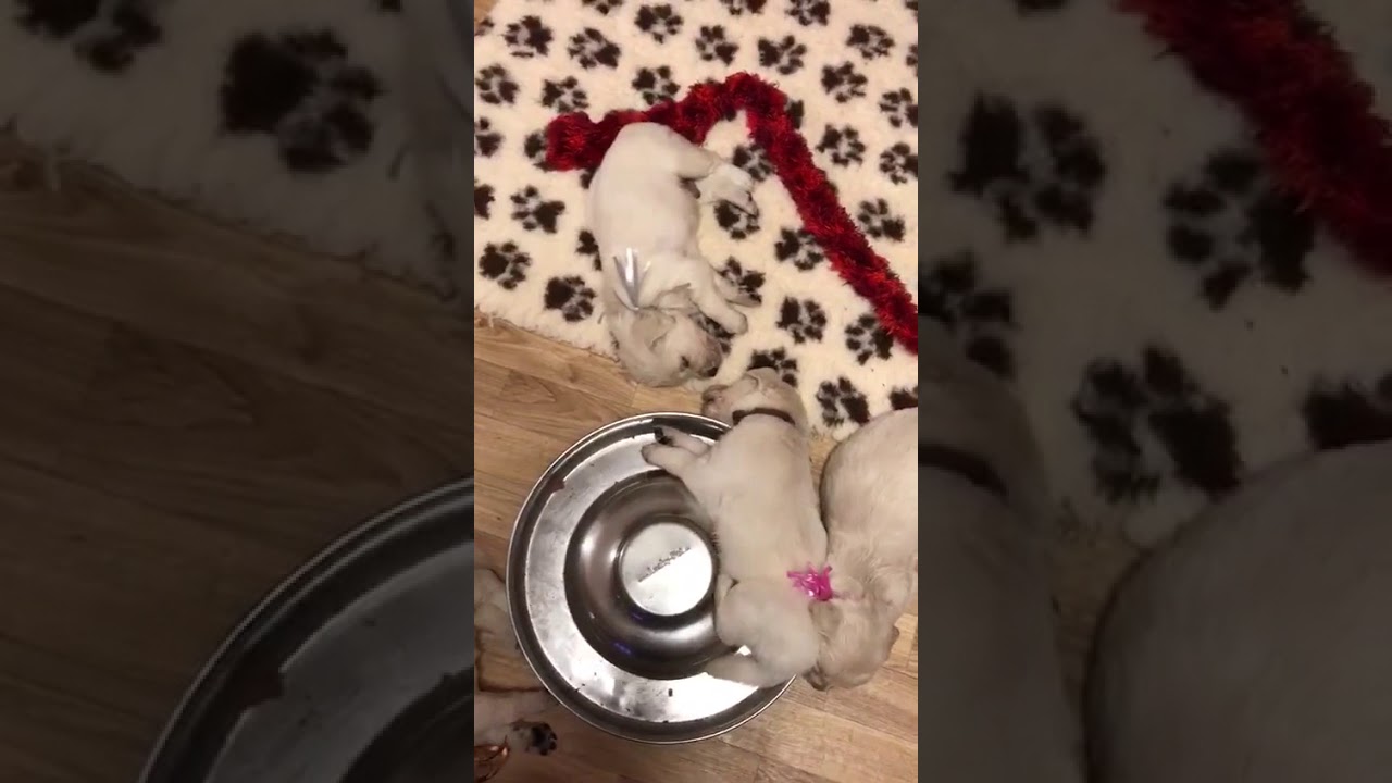 Nach dem Fressen soll man ruhen - Golden Retriever Welpen - YouTube