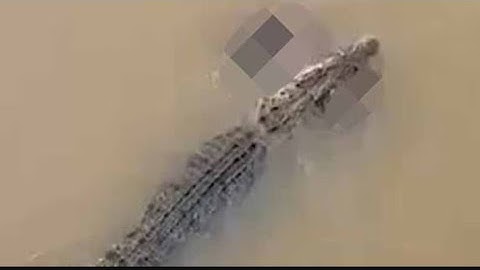 Crocodile Attack in Odisha: Locals Panic as Woman Dragged Away