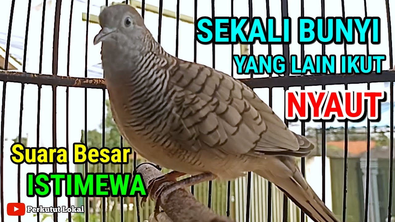 Perkutut Lokal Gacor Suara Besar Masteran Burung Perkutut Agar Cepat Bunyi Paling Ampuh #perkutut