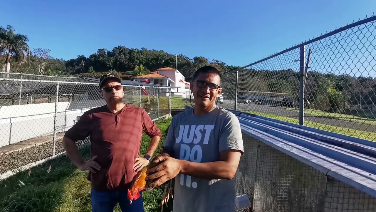 Macheros en la Gallera de Danny Juan....seguimos  aprendiendo y compartiendo 🐓💪🏽🐓