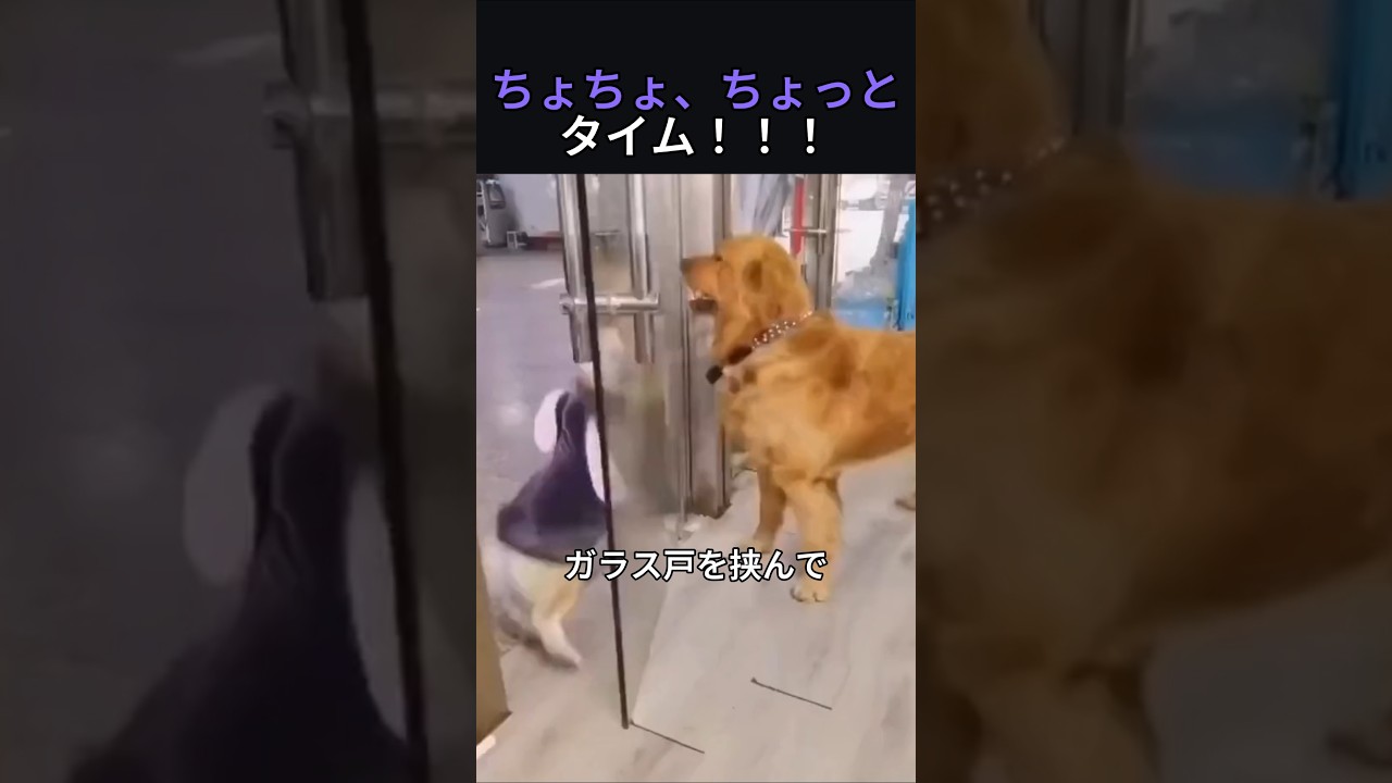 ちょちょ、ちょっとタイム!