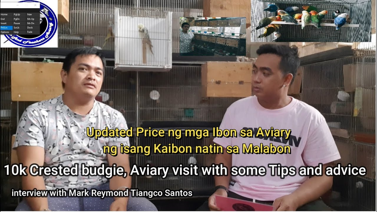 Updated price ng ibon sa isa nating kaibon sa malabon. Crested budgie @ 10k atbp mga imported line ,