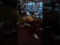 "turn your brain off" | Haachiko Fitness | Shorts #trending #fitnessfreak #gym #haachikofitness