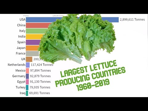 Largest Producer Of Lettuce In The World